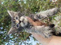 Kalitenin Adresi Big Claw Maine Coon