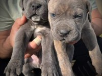 CANE CORSO BLUE YAVRULAR