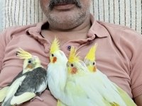 Yavru sultan papağanları