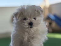 Oyuncu Kore Maltese Erkek Bebek
