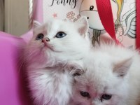 Teslime hazır british longhair