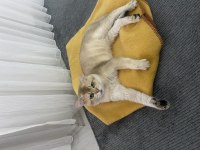 Çok sakin oyuncu british shorthair