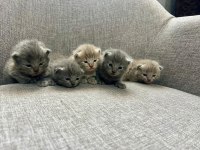 British Shorthair Yavrularım Yuvalarını Bekliyor
