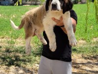 ST Bernard Yavrular