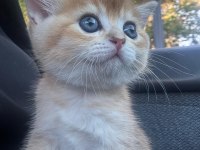 British shorthair golden bebek