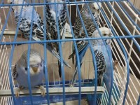 Sahibinden iri ırk evde özel üretim mavişler
