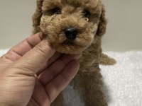 Red renk tarçın renk dişi erkek poodle yavrular