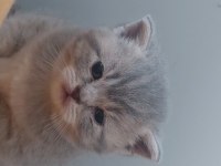 British shorthair 2 aylık