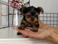 Yorkshire teacup kilo garantili baby face bebeğim