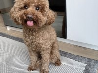 DİŞİ TOY POODLE