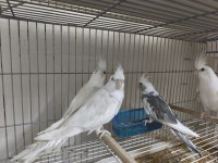 Yavru Sultan Papağanı 4 Aylık