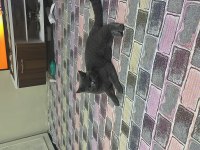 British shorthair çiftleştirme ilanıdır