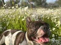Mama karşılığı sahiplendirilecek french bulldog