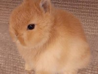 Dünyanın En Küçük Tavşan Irkı