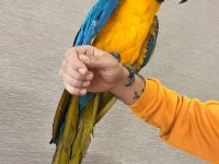 Macaw papağanlarımız