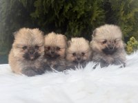 Pomeranian boo yavrularımız