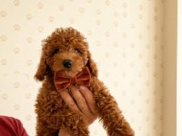 Toy Poodle Aşılı Bebekler