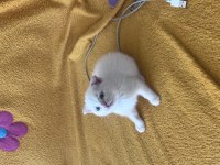 Scottish fold colorpoint
