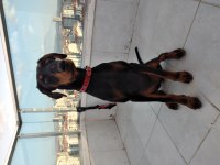 Zeka üssü bir prenses Angel doberman