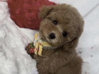 Toy Poodle Minyatür