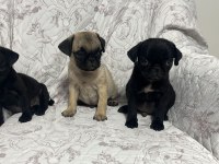 Pug mops yavrularımıza yuva arıyoruz