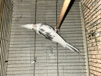 Damızlık tek yavru takım sultanlar mevcuttur