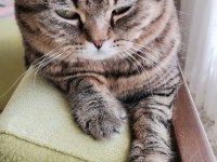 TUVALET EĞİTİMLİ VE KISIR ERKEK KEDİMİZ
