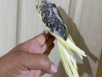 55 GÜNLÜK PİED SULTAN PAPAĞANI BEBEK