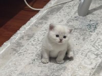 British Shorthair Kedimiz Sahiplendirilecek