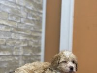 MALTİPOO BEBEK KÖPEKLER TESLİME HAZIR