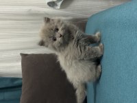 Kendi yavrularımız lilac ve gri renk british shorthair