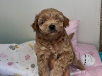 Anne Maltipoo baba toy poodle