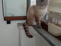Erkek british longhair kedimi sahiplendirmek istiyorum
