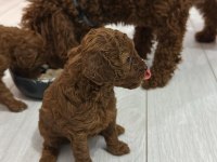 Toy poodle Köpeği