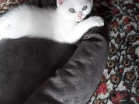 Denizli British Shorthair Erkek