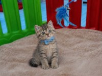 Scottish Straight Tabby Erkek Bebeğim