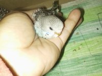 Muhabbet kuşu yavrusu