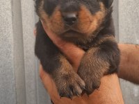 Rottweiler yavru