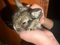 Mini lop tavşanı yavruları