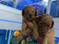 Red Brown Toy Poodle Bebekler