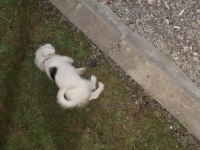 Terrier kırma köpeğimiz acil