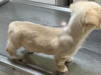 Büyümez 3 aylık golden retriever