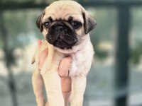 Erkek ve Dişi Pug Yavrular Sizlerle