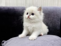 Ragdoll bebeklerimiz