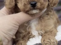 Toy Poodle Köpeği