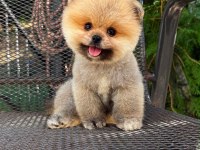 En Güzelini İsteyenlere Pomeranian Kardeşler