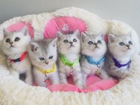 A kalite silver british shorthair bebeklerim 