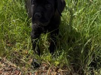 A kalite Cane Corso yavruları sizleri bekliyor