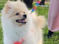 POMERANİAN BOO 4 AYLIK DİŞİ