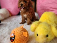 Sevimli Maltipoo Yavrularımız